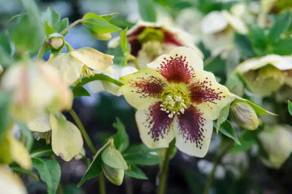 Hellebores