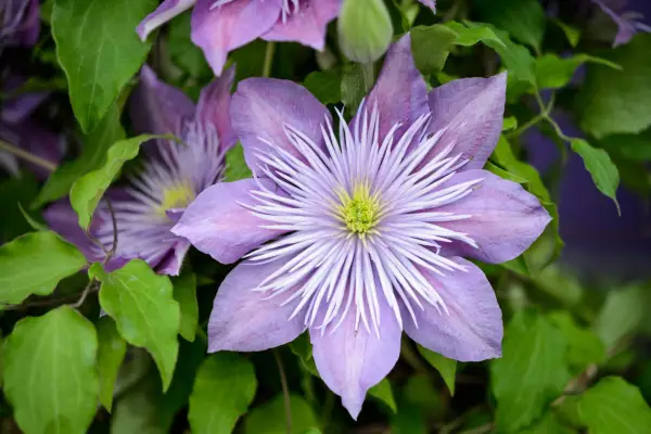 Clematis 