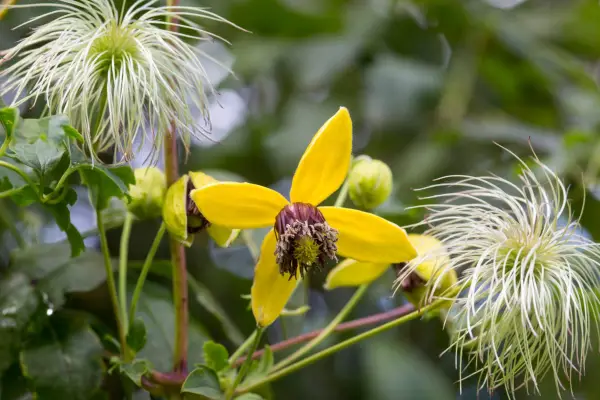 Clematis 