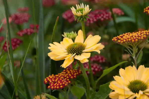 Echinacea „Aloha”