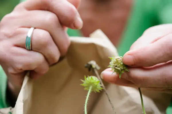Composite seedhead