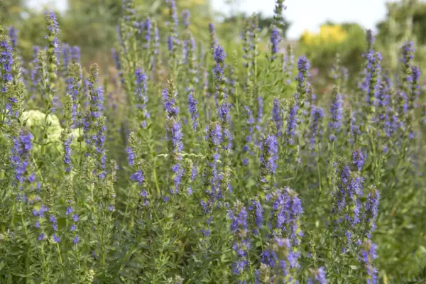 Hyssop officinalis