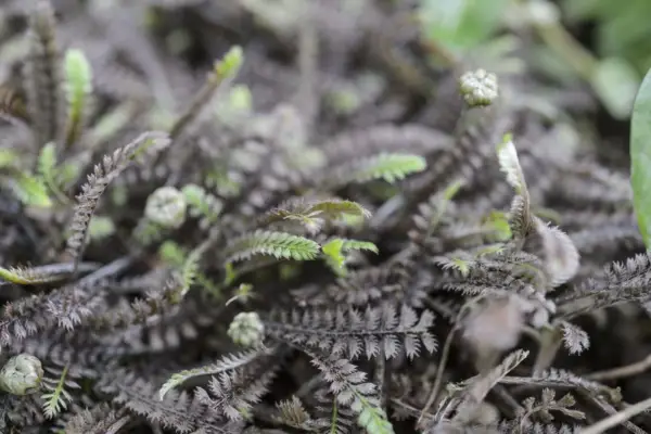 Leptinella squalida „Platts Black”
