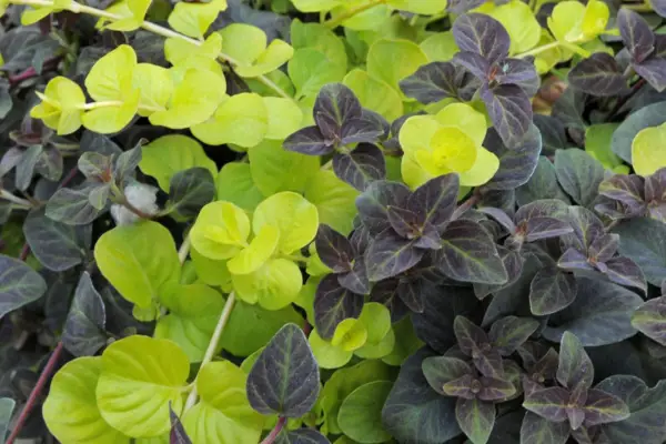 Lysimachia kongestiflora