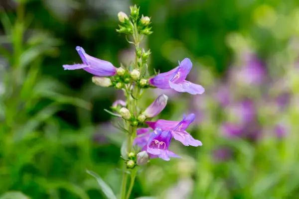 Penstemon Heterophyllus 'כחול שמימי'