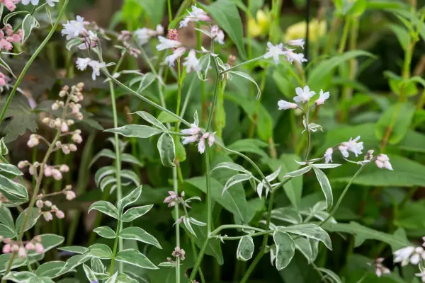 Polemonium Reptans 'Touch of Class'