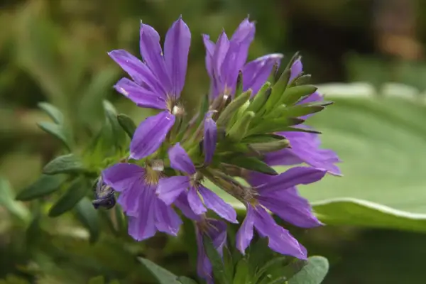 Scaevola Rival 'Blue Fan'