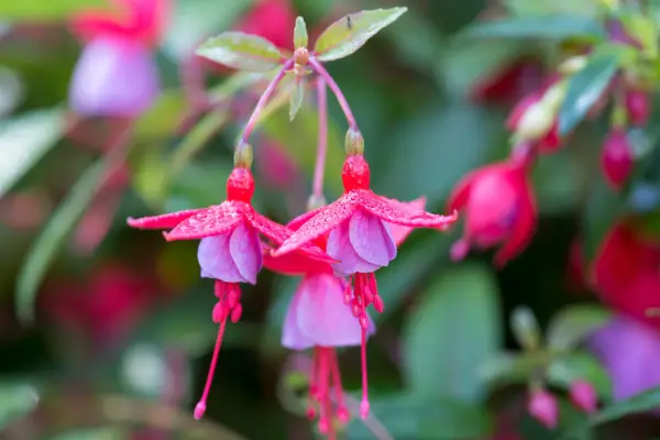 Fuchsia 