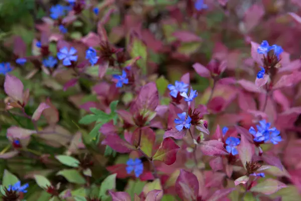 Ceratostigma willmottianum