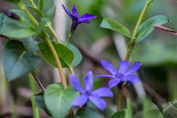 Vinca major 