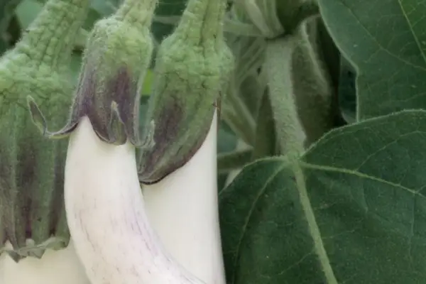 Solanum Melonena «mariée asiatique»