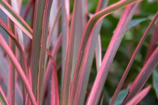 Phormium tenax Joker