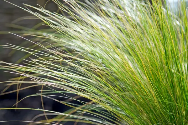 Stipa tenuissima