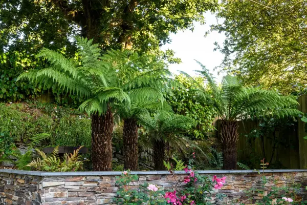 Dicksonia antarctica