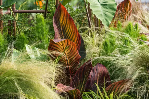 Canna growing with Stipa tenuissima in a border