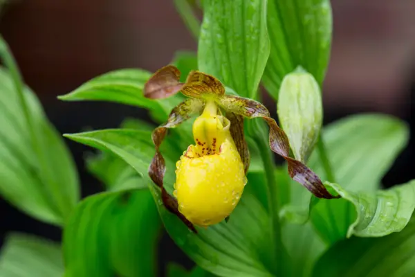 12 planter til delvis skygge