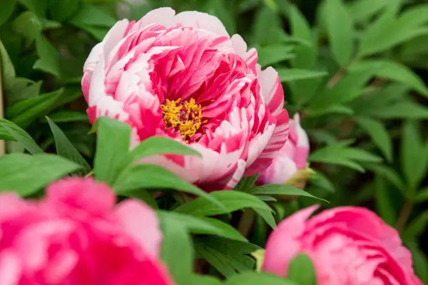 Peony 