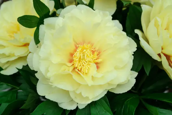 20 peonies to grow – Peony 