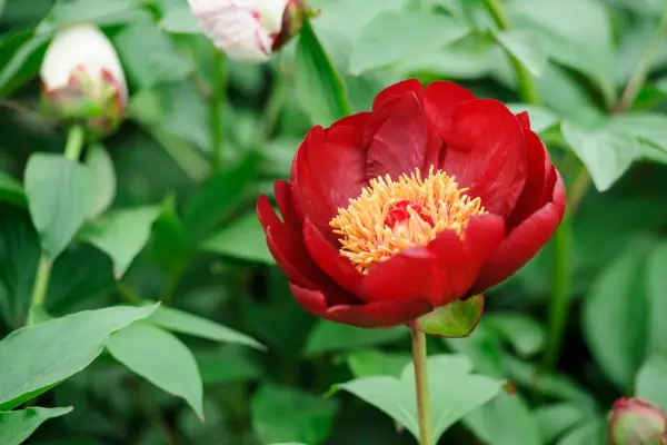 20 peonies to grow – Peony 