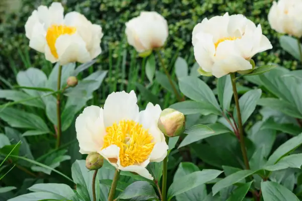 20 peonies to grow – peony 