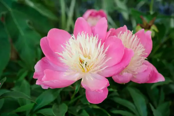 20 peonies to grow – peony 
