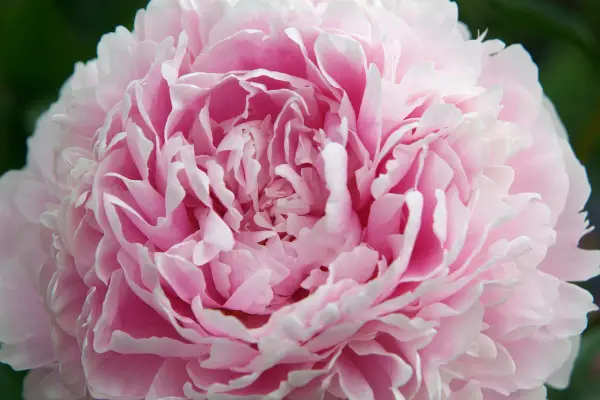 20 peonies to grow – peony 