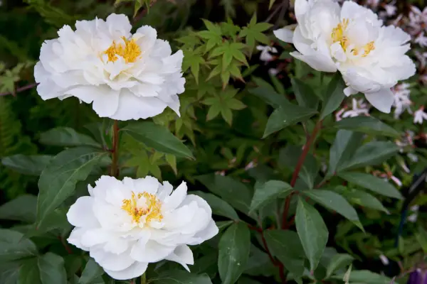 20 peonies to grow – peony 