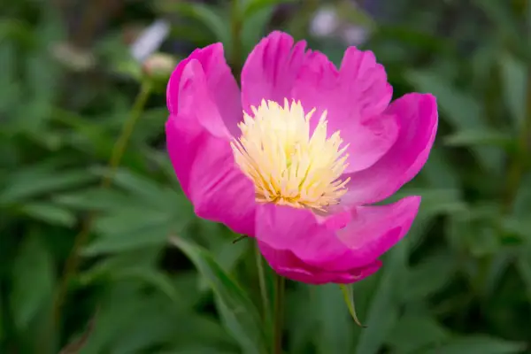 20 peonies to grow – peony 