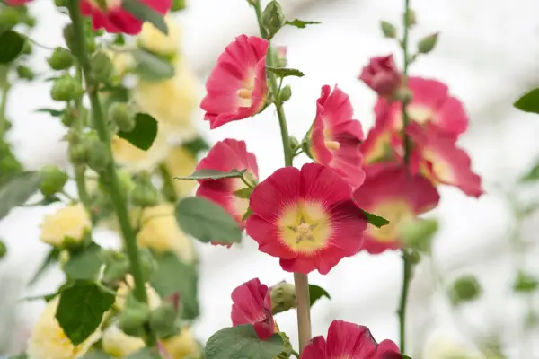 Alcea Rosea „Halo Red”
