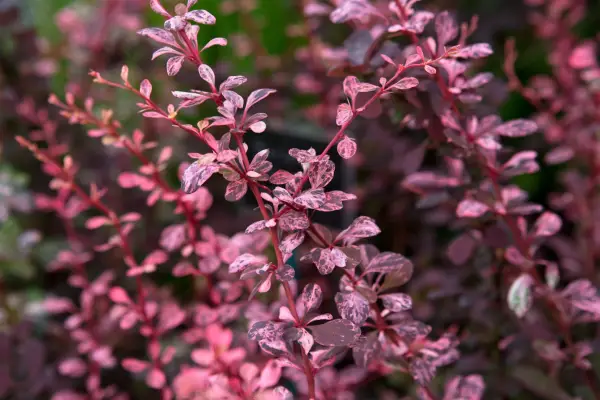 Berberis thunbergii f. atropurpurea 