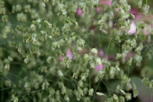 Mediebrise 'Golden Bee'