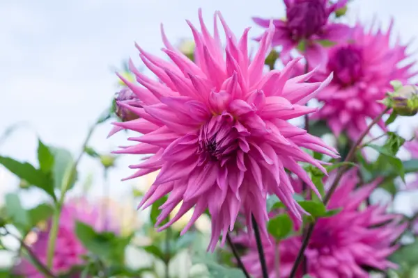 Kaktus og semi-kaktus dahlias