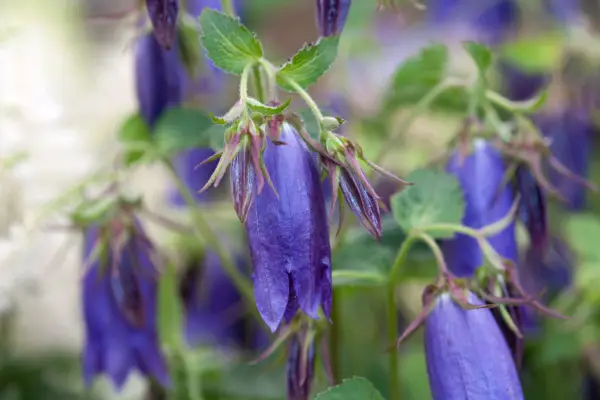 Campanula 'Sarastro'