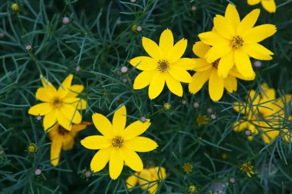 Coreopsis verticillata „Zagreb”
