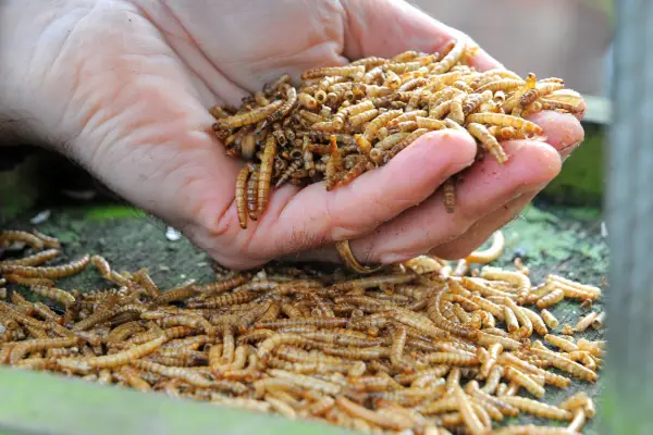 Dried mealworms