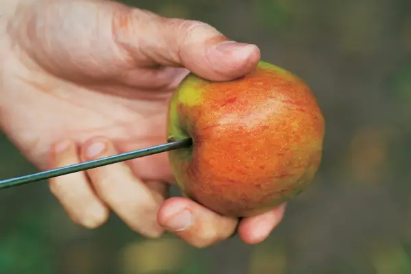 Apple threaded on wire to hang for birds