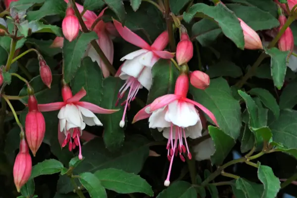 Fuchsia 'Alice Hoffman'
