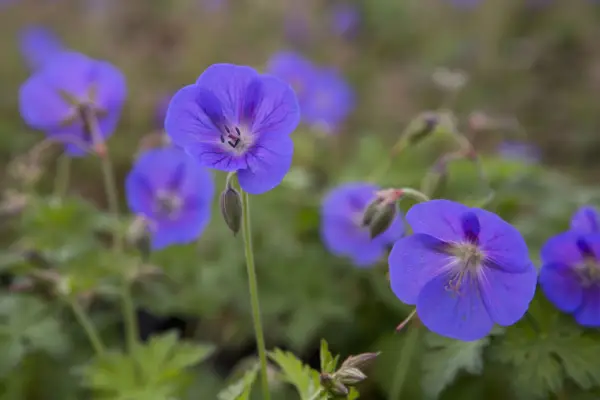 Geranium Himalayense 'Gravetye'