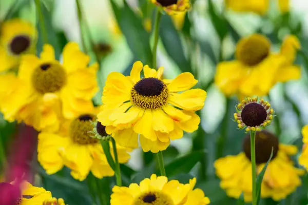 הלניום 'אל דוראדו'