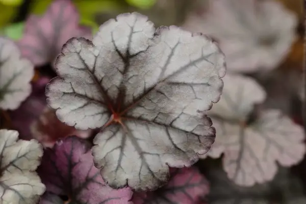 Heuchera „Plum Royale”