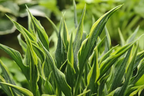 Hosta „ruce vzhůru“