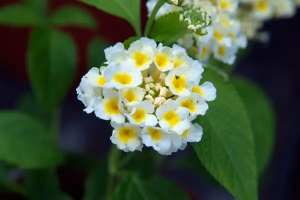 Lantana Camara „Cremă de lămâie”