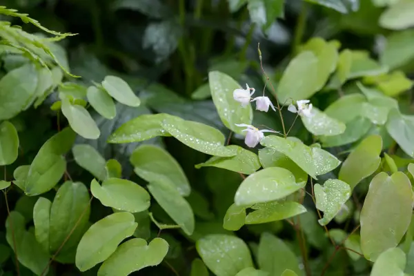 Dziewięć pięknych epimediów do wzrostu