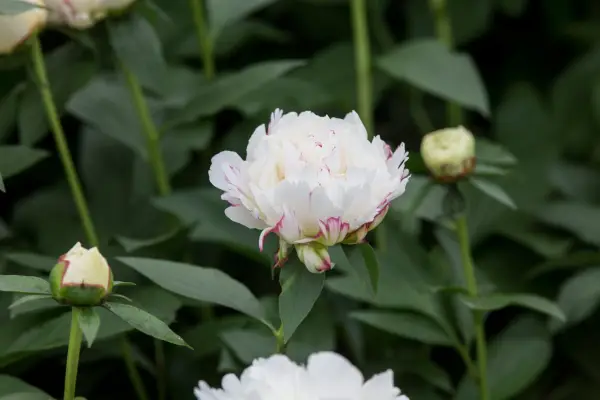 Paeonia 'Hillary'