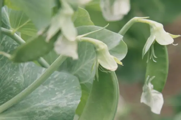 Pisum sativum「オレゴンシュガーポッド」