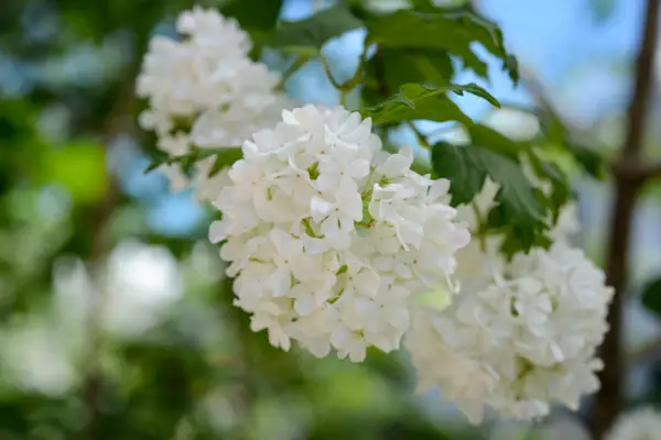 Pflanzen, die das ganze Jahr über gut aussehen