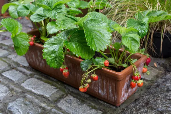 Strawberries growing in window box