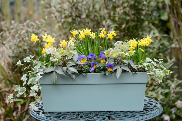 Miniature daffodils in window box