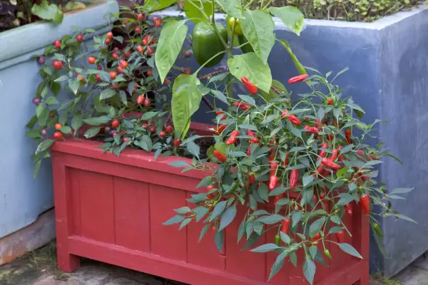 Chillies growing in a window box