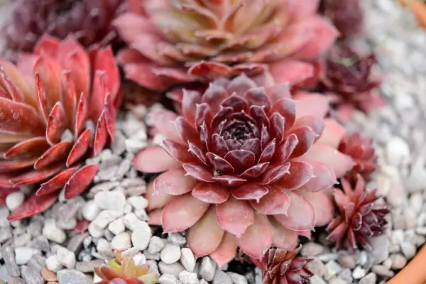 Sempervivums in a container